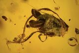 Detailed Fossil Flies, Wasp & Oak Flower In Baltic Amber #120653-2